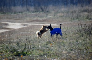 Жители района могут погулять с собаками на трех специальных площадках