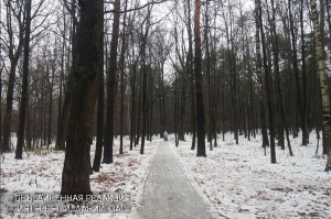 Сотрудники Бирюлевского дендропарка предупреждают о наличии ледяной корки на дорогах и деревьях