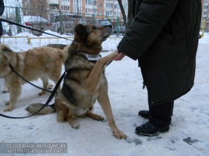 Приют для животных «Бирюлево» принял участие в благотворительной акции