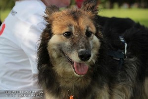 Познакомиться с собаками приюта «Бирюлево» жители района могут 2 апреля