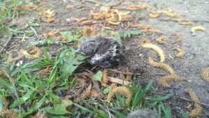 Трое птенцов выпали из гнезда в Бирюлевском дендропарке