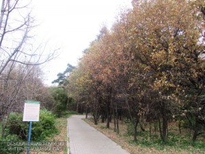 Бирюлевский дендропарк благоустроят в 2017 году