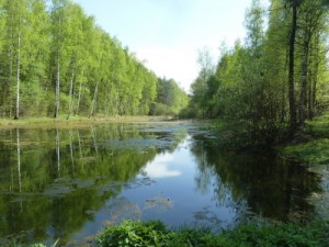 Пруды в Дендропарке