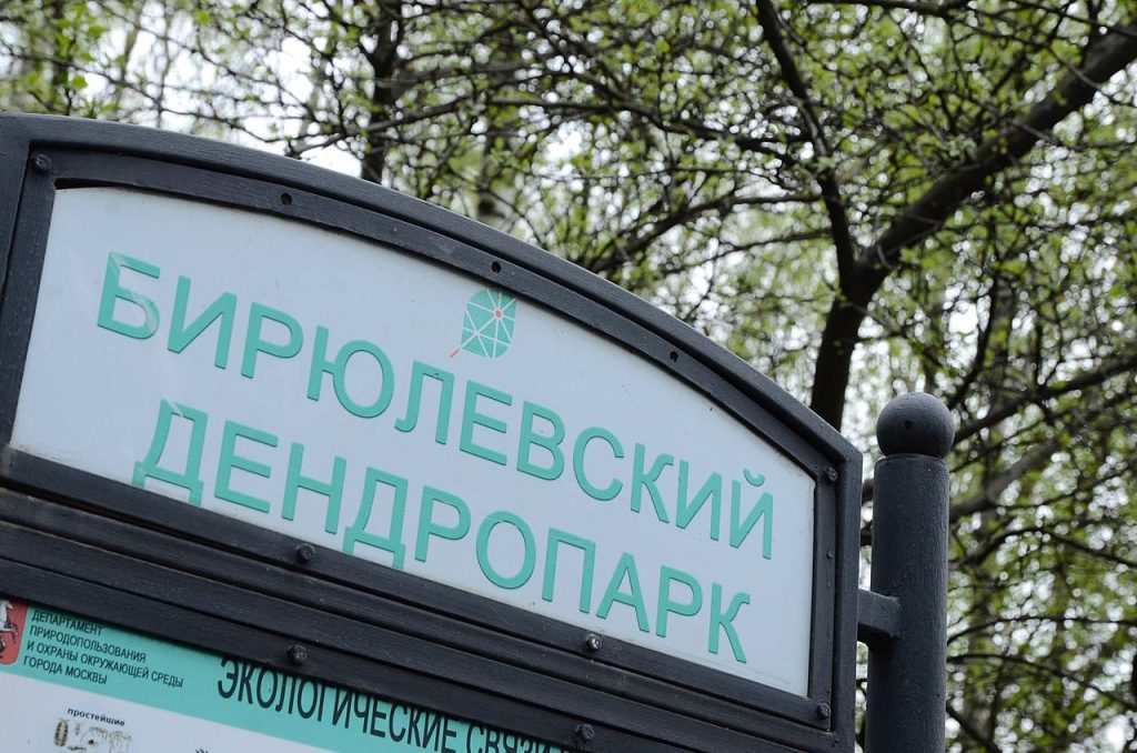 Фитнес под открытым небом: бесплатная интенсивная тренировка пройдет в Бирюлевском дендропарке. Фото: Анна Быкова, «Вечерняя Москва»