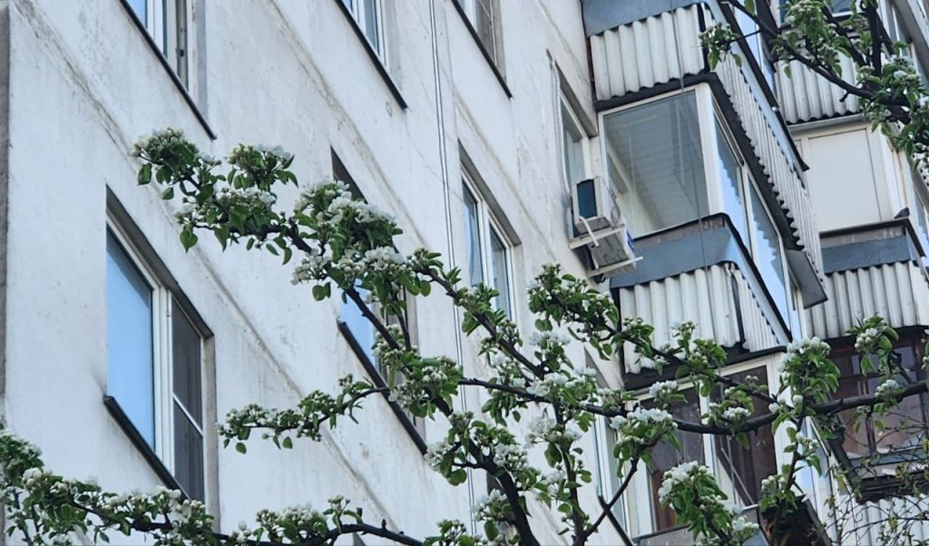 Фото: Алина Моисеенко, «Вечерняя Москва»