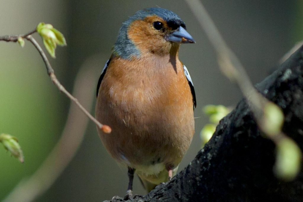 День эколога отметят в МЗ «Царицыно». Фото: сайт МЗ «Царицыно»