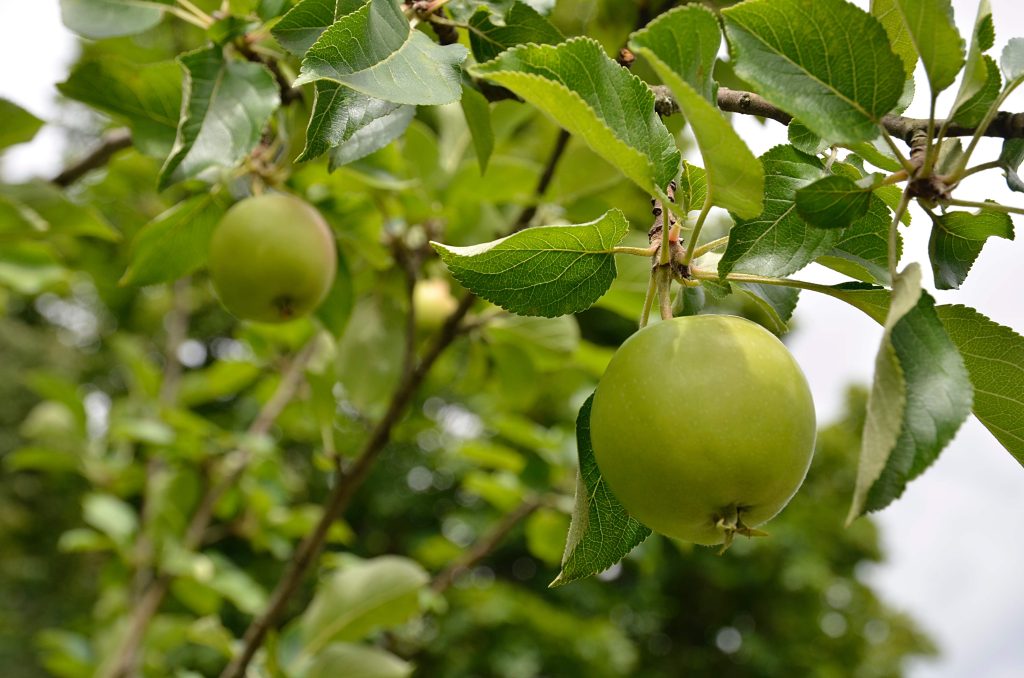 Мероприятие, приуроченное к Яблочному спасу, состоится в Бирюлеве Восточном. Фото: Анна Быкова, «Вечерняя Москва»
