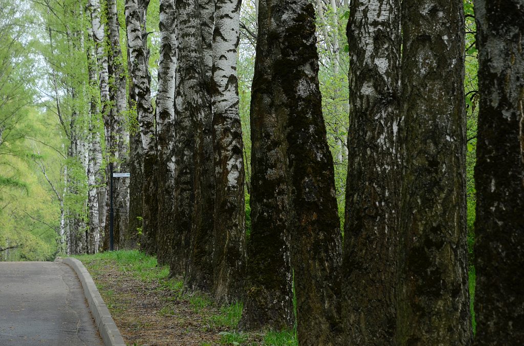 Плоггинг в честь Яблочного Спаса пройдет в Бирюлевском дендропарке. Фото: Анна Быкова, «Вечерняя Москва»
