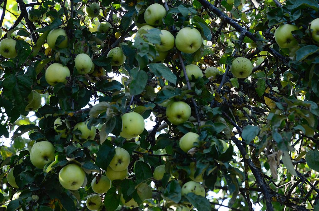 Международный форум в честь 95-летия ФНЦ Садоводства состоится в учреждении. Фото: Анна Быкова, «Вечерняя Москва»