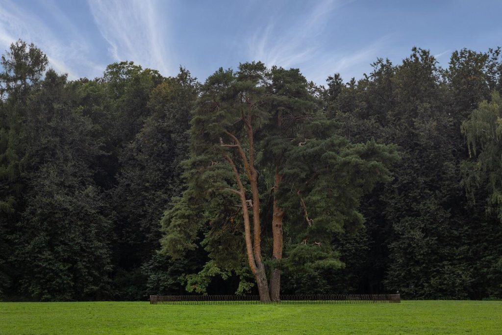 Старинные деревья оградили в МЗ «Царицыно». Фото: сайт музея-заповедника «Царицыно»