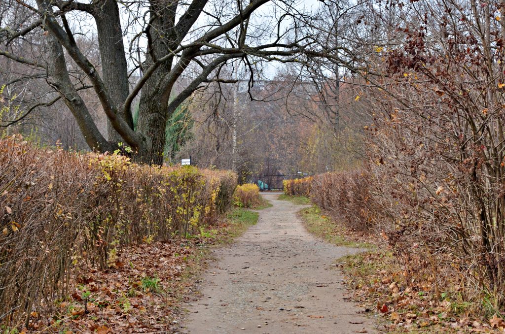 Плоггинг пройдет в Бирюлевском дендропарке. Фото: Анна Быкова, «Вечерняя Москва»
