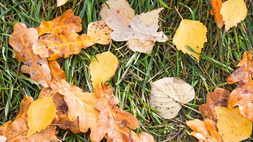 Горожане смогут посетить праздник «Золотая осень!» в «Яблоеневом саду» в Бирюлеве. Фото: Ксения Догонашева, «Вечерняя Москва»