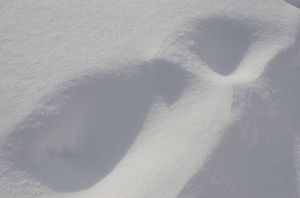 Фото: Анна Быкова, «Вечерняя Москва»