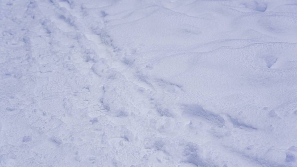 Фото: Ксения Догонашева, «Вечерняя Москва»