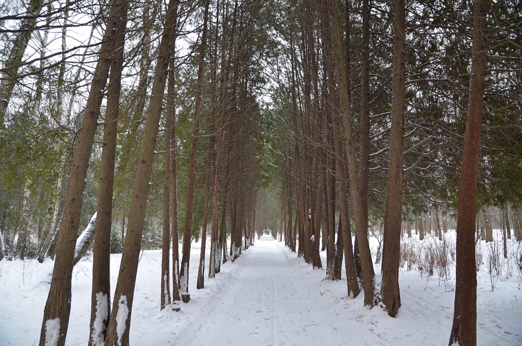 Экскурсии по Бирюлевскому дендропарку признали одними из самых популярных в 2025 году. Фото: Анна Быкова, «Вечерняя Москва»