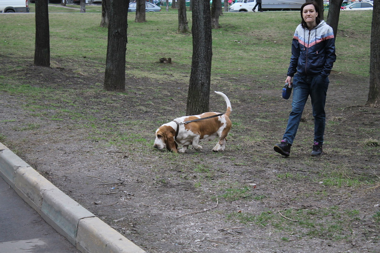 фото собаки в парке