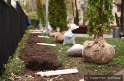 «Активные граждане» решат, в каких дворах высадят деревья в 2017 году