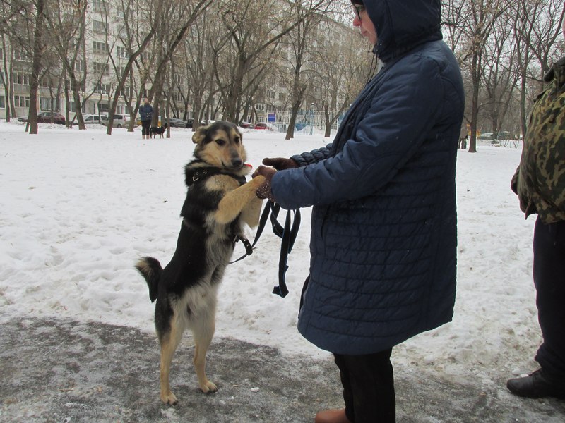 Приют бирюлево москва. Приют для животных в Бирюлево. Бирюлевский приют для животных. Приют Бирюлёво, Москва. Приют для животных в Москве Бирюлево.