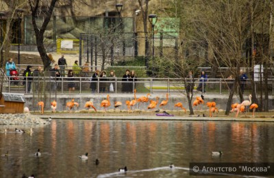 Московский зоопарк готовится отметить свое 153-летие