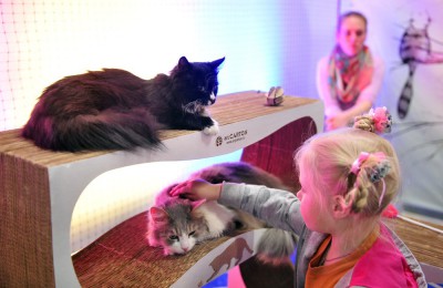 Кошек приюта «Бирюлево» покажут на выставке