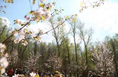 Цветение сакуры в Бирюлевском дендропарке начнется в конце апреля