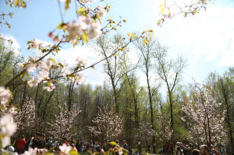 Погода в москве конец апреля начало мая. Бирюлевский дендропарк цветение Сакуры. Дендропарк в Бирюлево. Бирюлевский дендропарк Сакура 2023. Сакура в дендропарке Бирюлево.