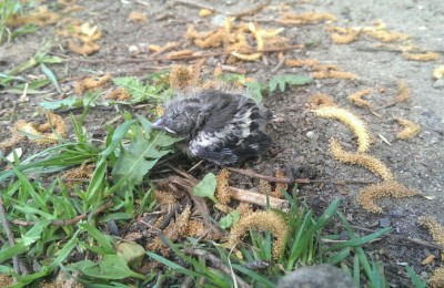Трое птенцов выпали из гнезда в Бирюлевском дендропарке