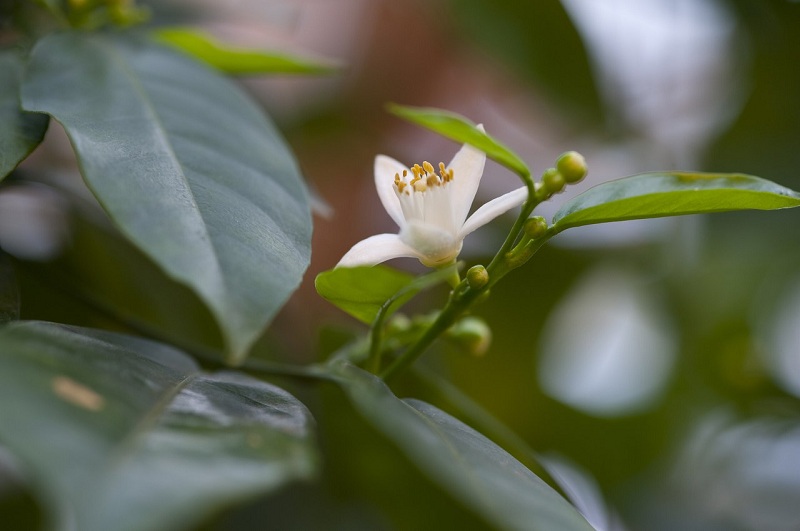 Цветок цитрусового дерева в ГМЗ Царицыно