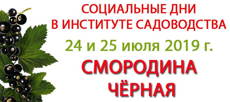 Нии Садоводства В Бирюлево Питомник Саженцы Цена