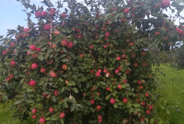 яблоко, Институт садоводства, Миронова, 1209 (2)