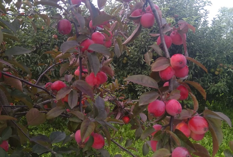 яблоко, Институт садоводства, Миронова, 1209 (3)