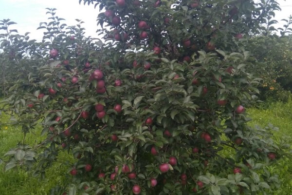 яблоко, Институт садоводства, Миронова, 1209 (5)