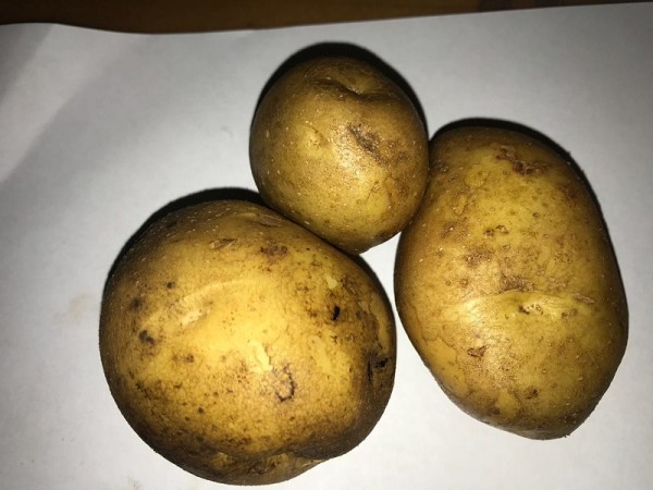 Картошка, Институт садоводства, Миронова, картофель, Колобок, 2910 (2)
