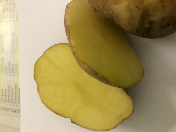 Картошка, Институт садоводства, Миронова, картофель, Колобок, 2910 (3)