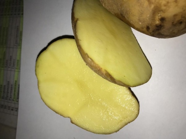 Картошка, Институт садоводства, Миронова, картофель, Колобок, 2910 (5)