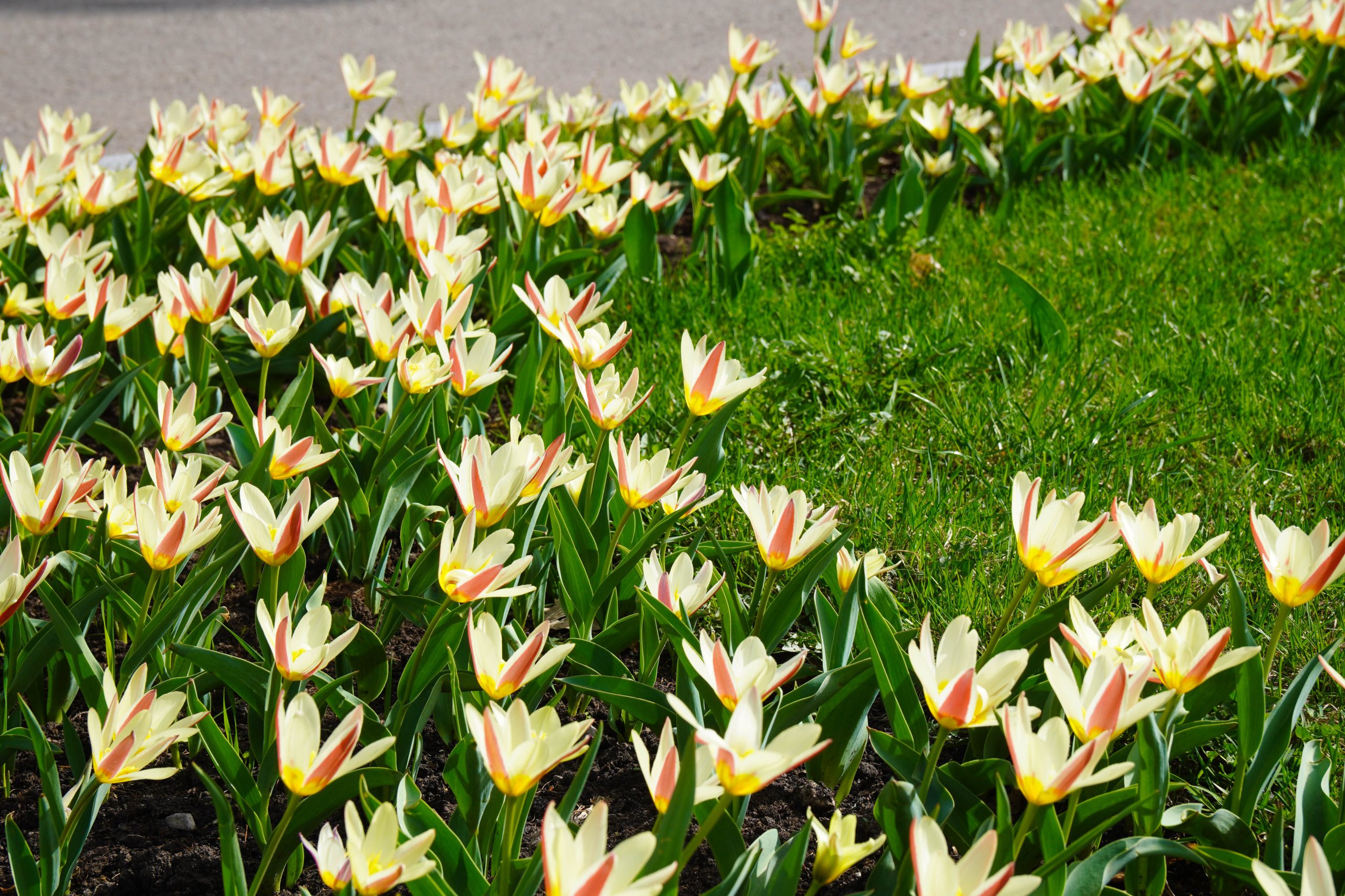 «День сплетения венков» прошел в школе №902 «Диалог». Фото: Ксения Догонашева, «Вечерняя Москва»