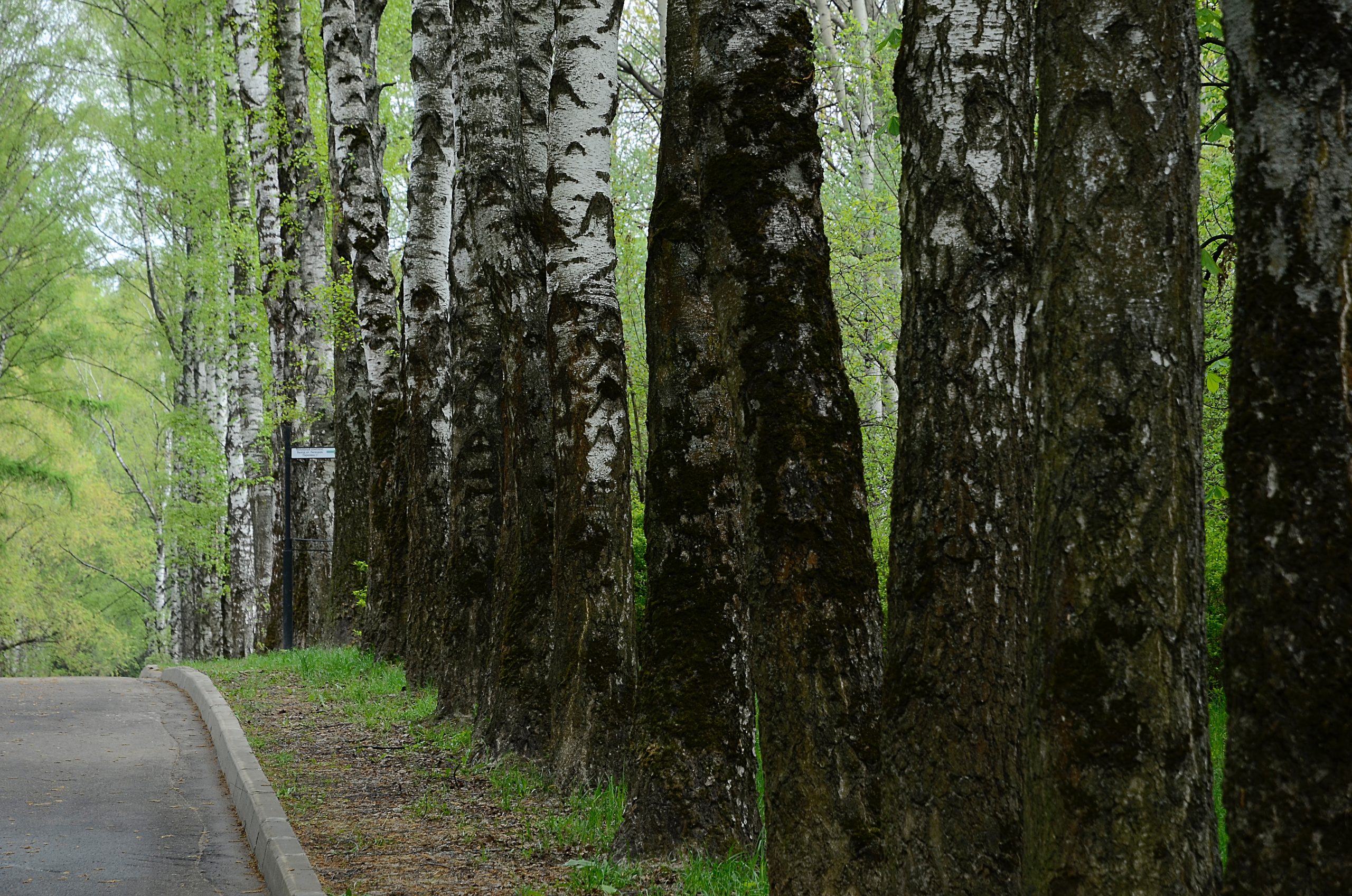 Плоггинг в честь Яблочного Спаса пройдет в Бирюлевском дендропарке. Фото: Анна Быкова, «Вечерняя Москва»
