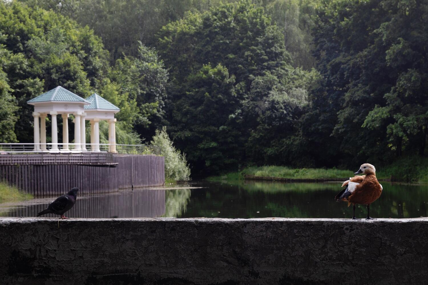 Сотрудники МЗ «Царицыно» пригласили студентов в лабораторию «Изучая город: Бирюлевский дендропарк». Фото: официальный сайт музея-заповедника «Царицыно»
