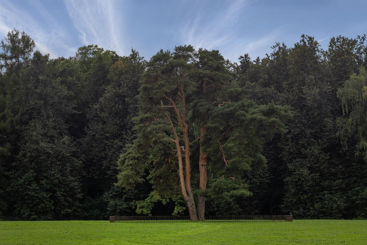 Старинные деревья оградили в МЗ «Царицыно». Фото: сайт музея-заповедника «Царицыно»