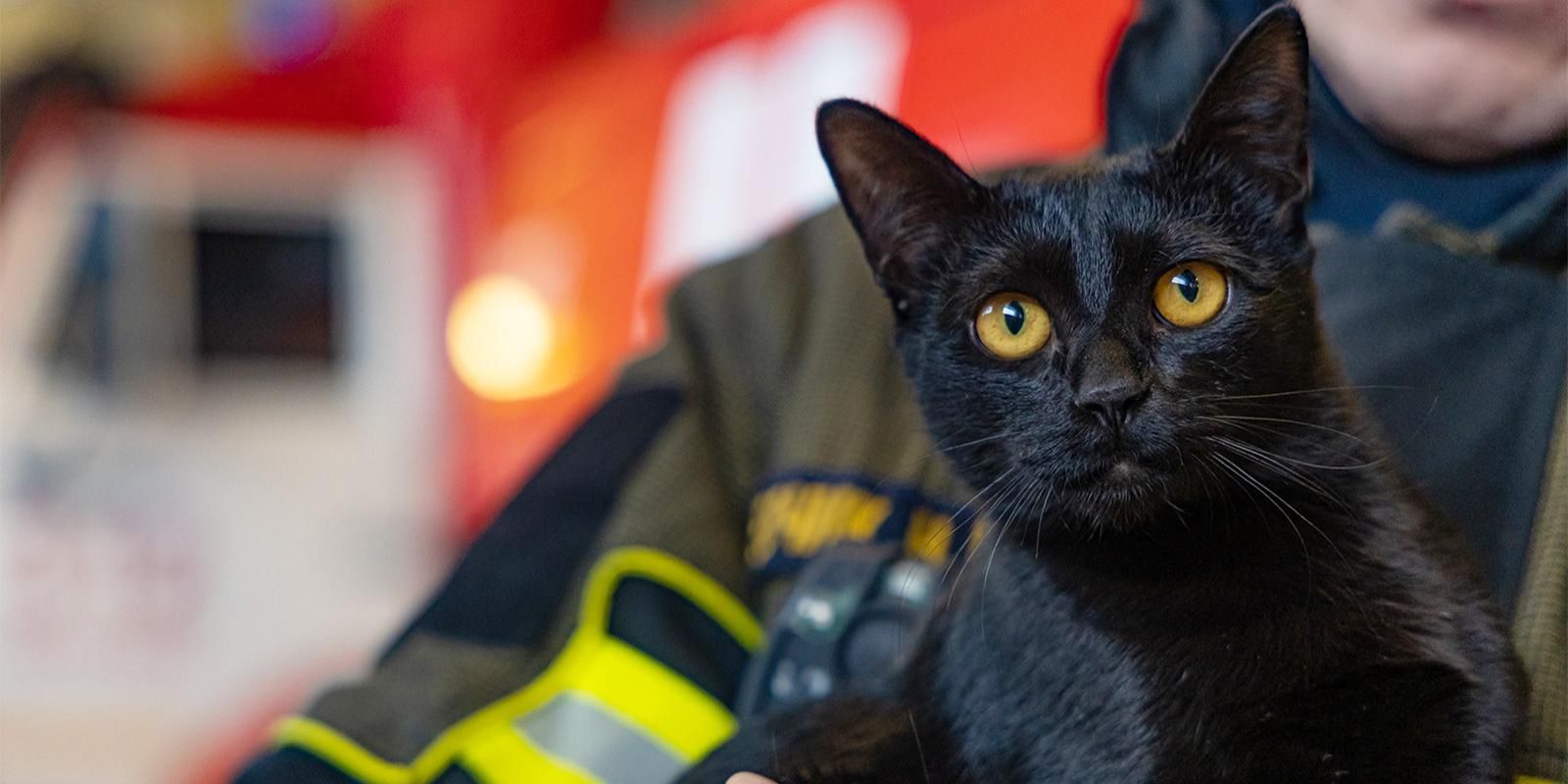 Фото: Управление по ЮАО Департамент