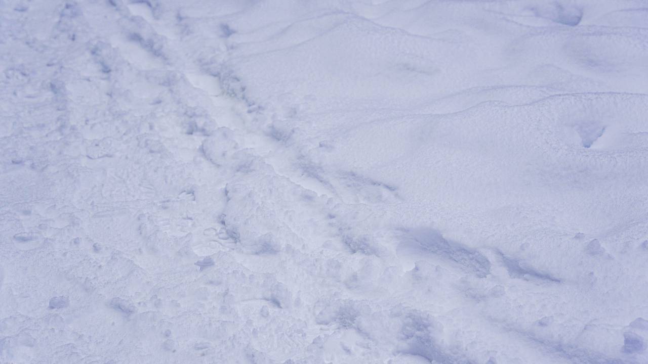 Фото: Ксения Догонашева, «Вечерняя Москва»