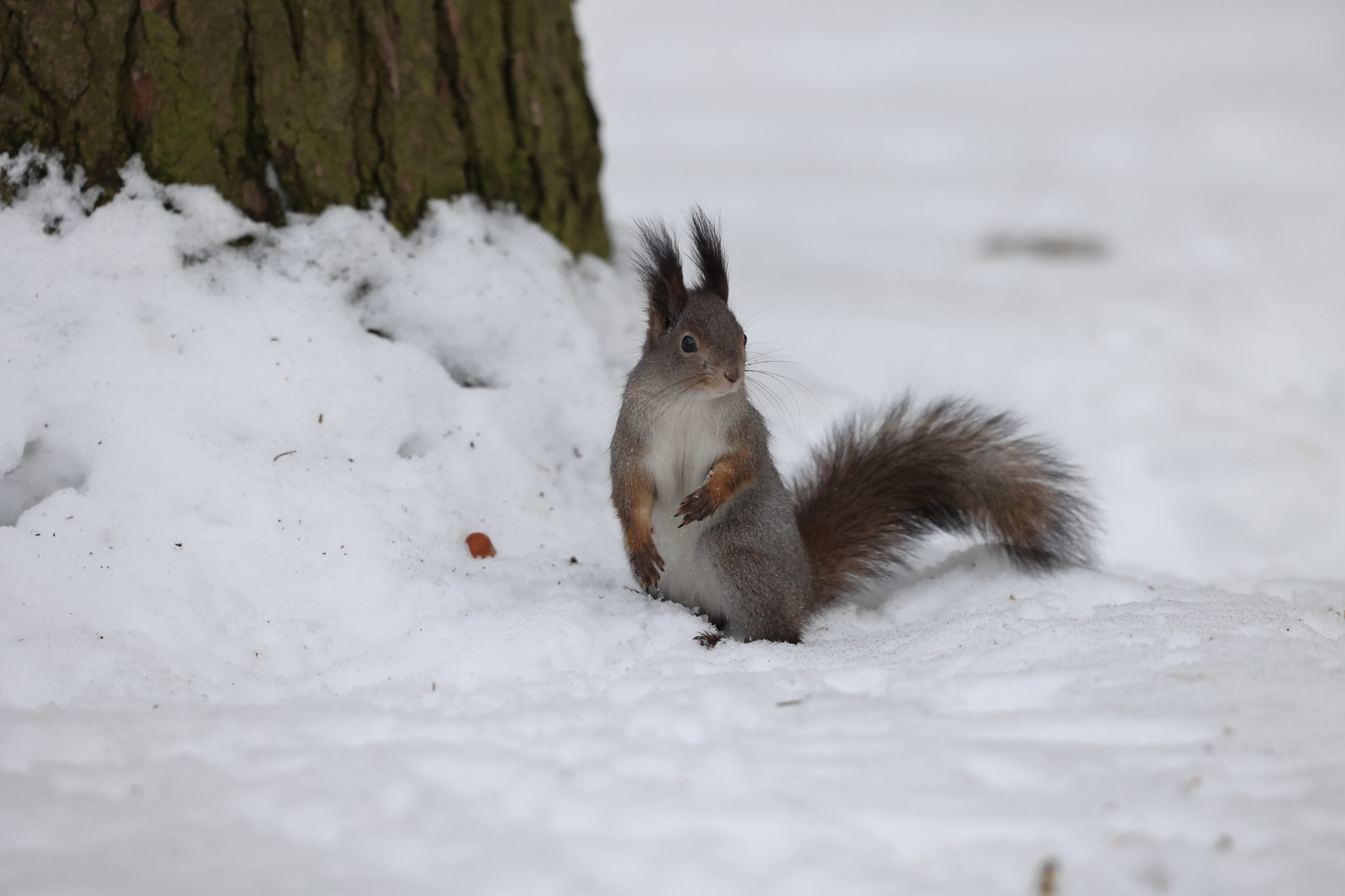 Фотоконкурс организуют представители управы района Бирюлево Восточное. Фото: Виктор Хабаров, «Вечерняя Москва»